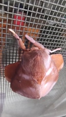 Othorene purpurascens