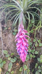 Tillandsia stricta