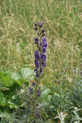 Aconitum burnatii