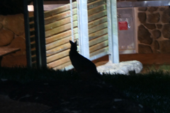 Thylogale stigmatica