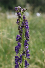 Aconitum burnatii