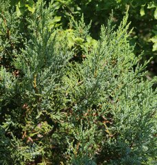 Juniperus foetidissima