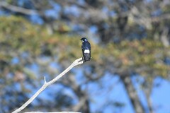 Tachycineta leucopyga