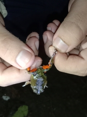 Pleurodema brachyops