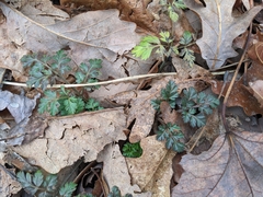 Chaerophyllum procumbens