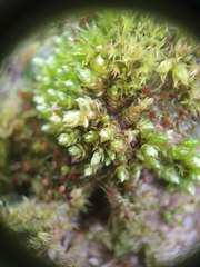 Bryum gemmilucens