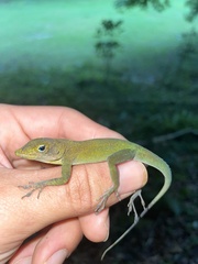 Anolis evermanni