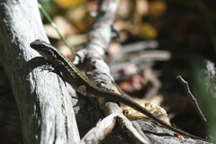 Liolaemus septentrionalis