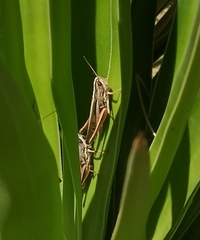 Staurorhectus longicornis