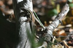 Liolaemus septentrionalis