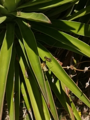 Staurorhectus longicornis
