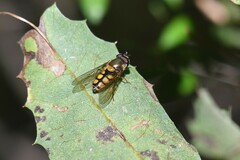 Syrphus octomaculatus