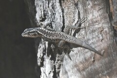 Liolaemus septentrionalis