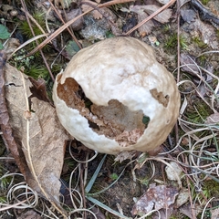 Amphibolips quercusinanis