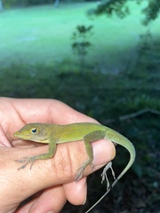 Anolis evermanni