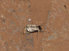 Dermolepida albohirtum