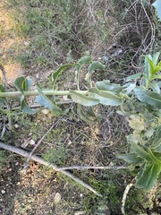 Penstemon spectabilis