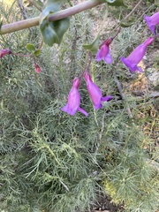 Penstemon spectabilis