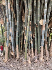 Bambusoideae