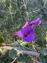 Penstemon spectabilis
