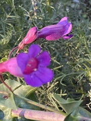 Penstemon spectabilis