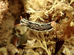 Hypselodoris maritima
