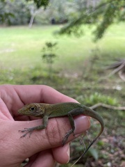 Anolis evermanni