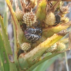 Heilipodus erythropus