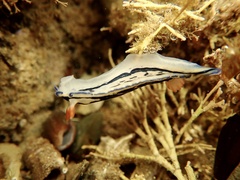 Hypselodoris maritima
