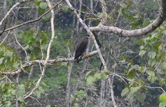 Spilornis cheela