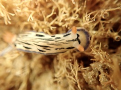 Hypselodoris maritima