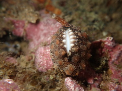 Pusula solandri