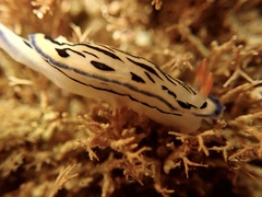Hypselodoris maritima