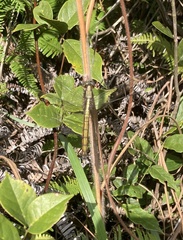 Orthetrum glaucum