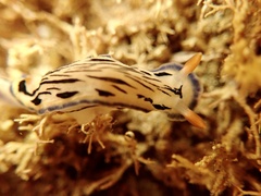 Hypselodoris maritima