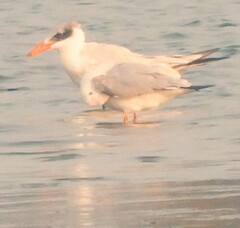 Chroicocephalus genei