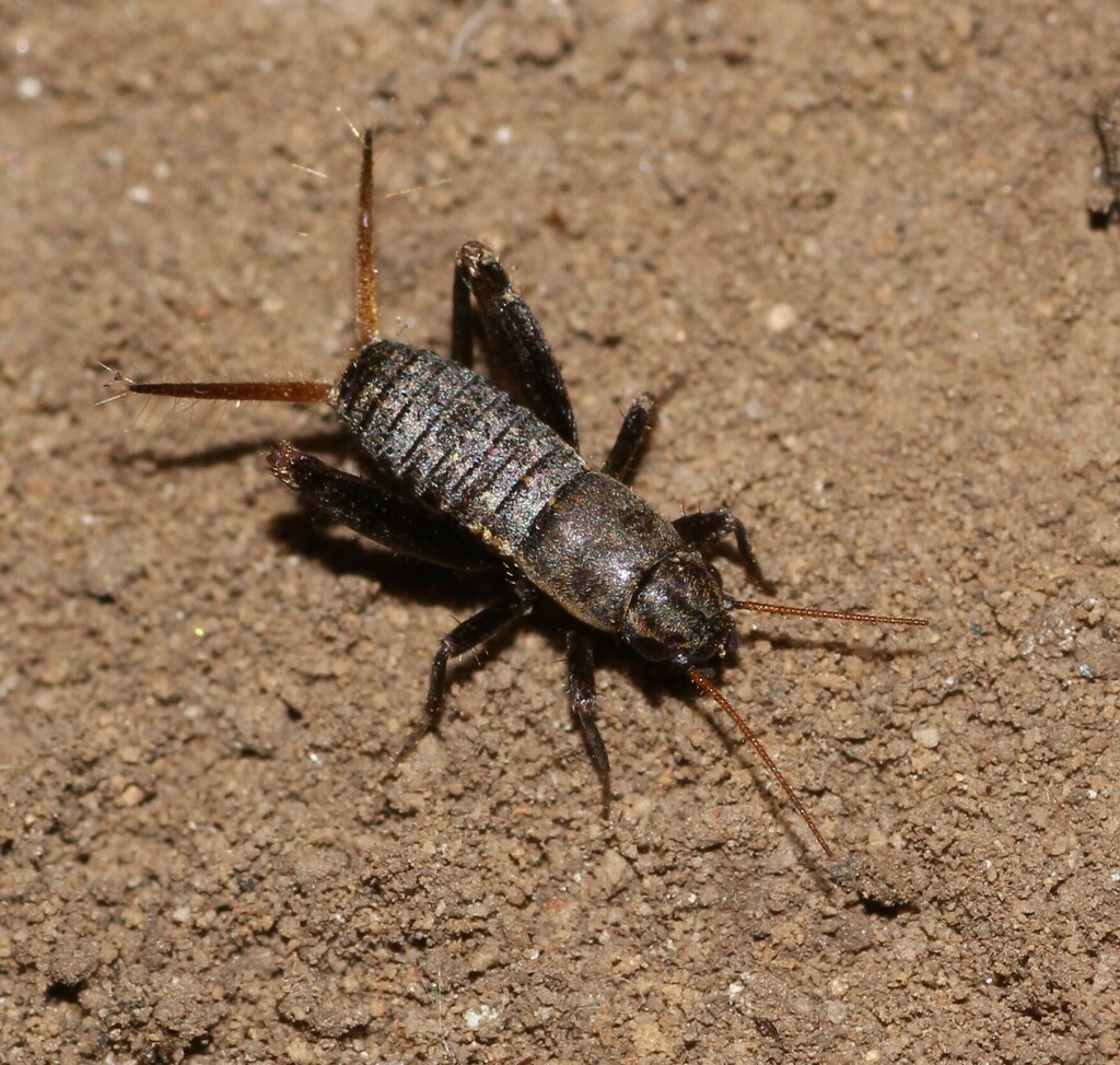 Brown Scale-cricket