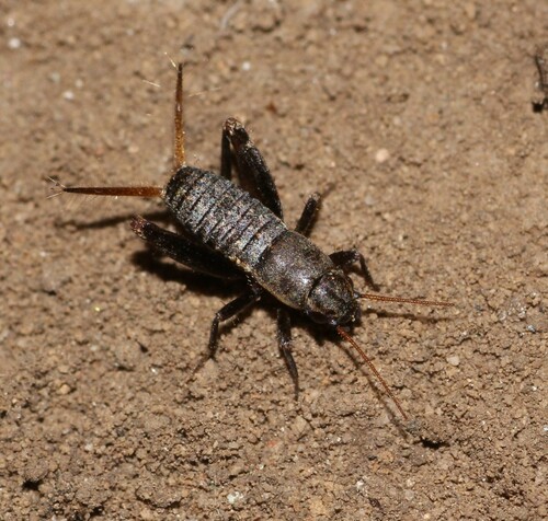 Brown Scale-cricket