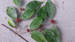 Lonicera maackii