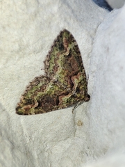 Catarhoe basochesiata