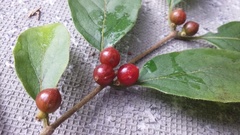 Lonicera maackii