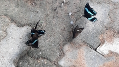 Papilio nireus lyaeus