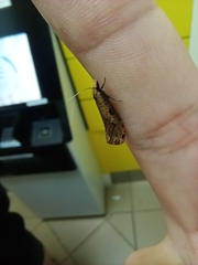 Acrolophinae