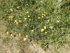 Grindelia scorzonerifolia