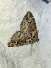 Catarhoe basochesiata