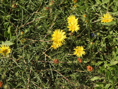 Grindelia scorzonerifolia