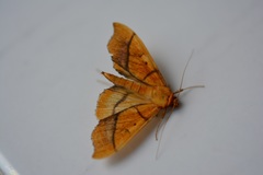 Anarmodia