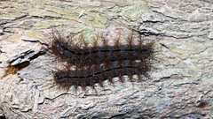 Saturniidae