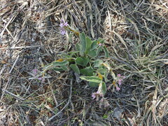 Oxypetalum solanoides