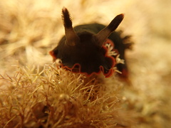 Dendrodoris arborescens